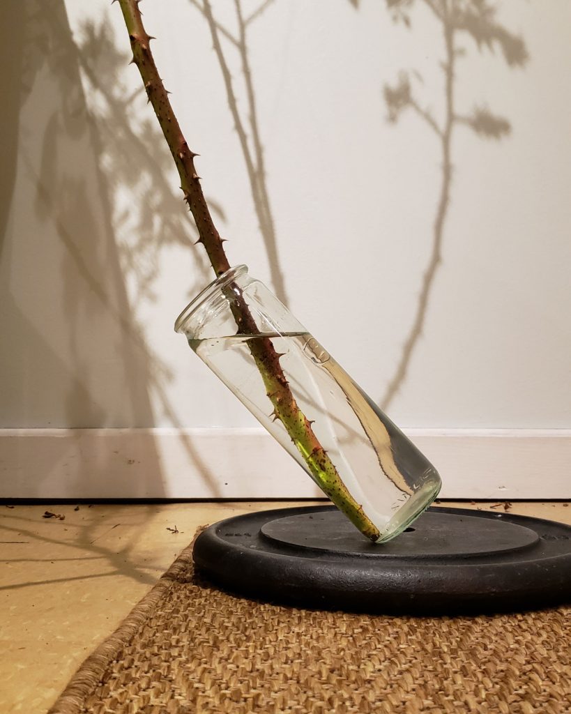 A thick and spiky rose bush stem sits in a narrow vase full of water. It leans on its side, on top of a cast iron barbell plate, somehow not toppling over.